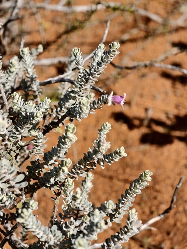 Eremophila punicea (Eremophila punicea)