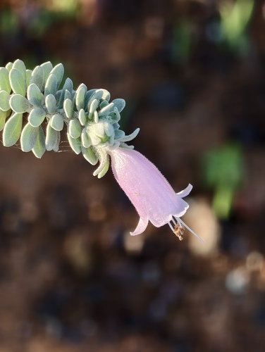 Eremophila punicea (Eremophila punicea)