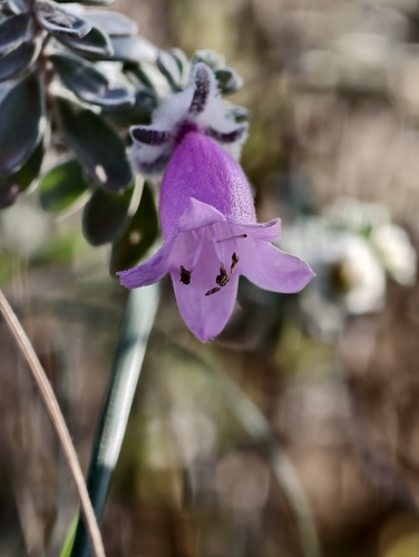 Eremophila punicea (Eremophila punicea)