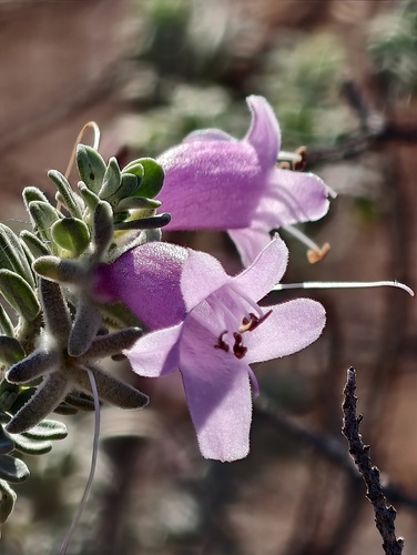 Eremophila punicea (Eremophila punicea)