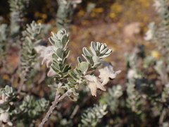 Eremophila punicea (Eremophila punicea)