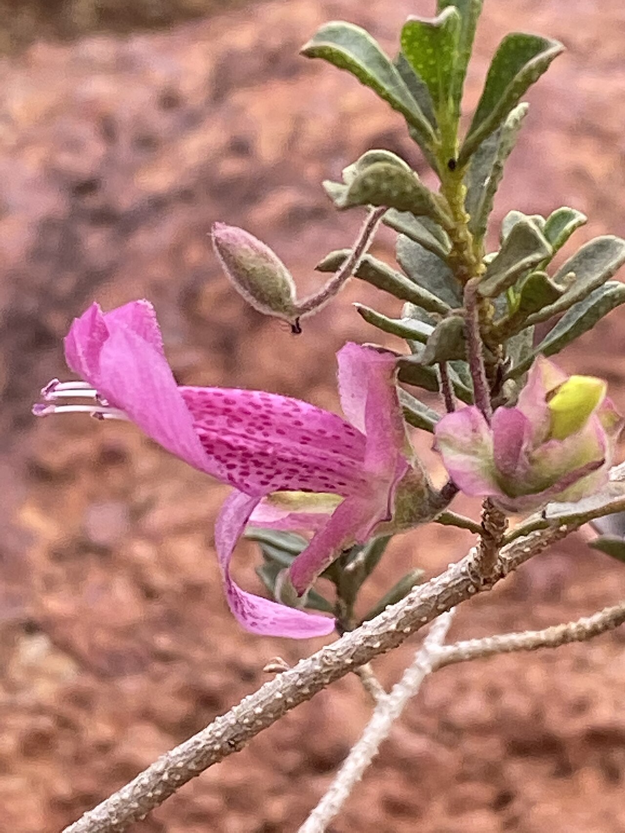 Purple eremophila: Eremophila purpurascens cultivated plant growing in the Australian Botanic Garden