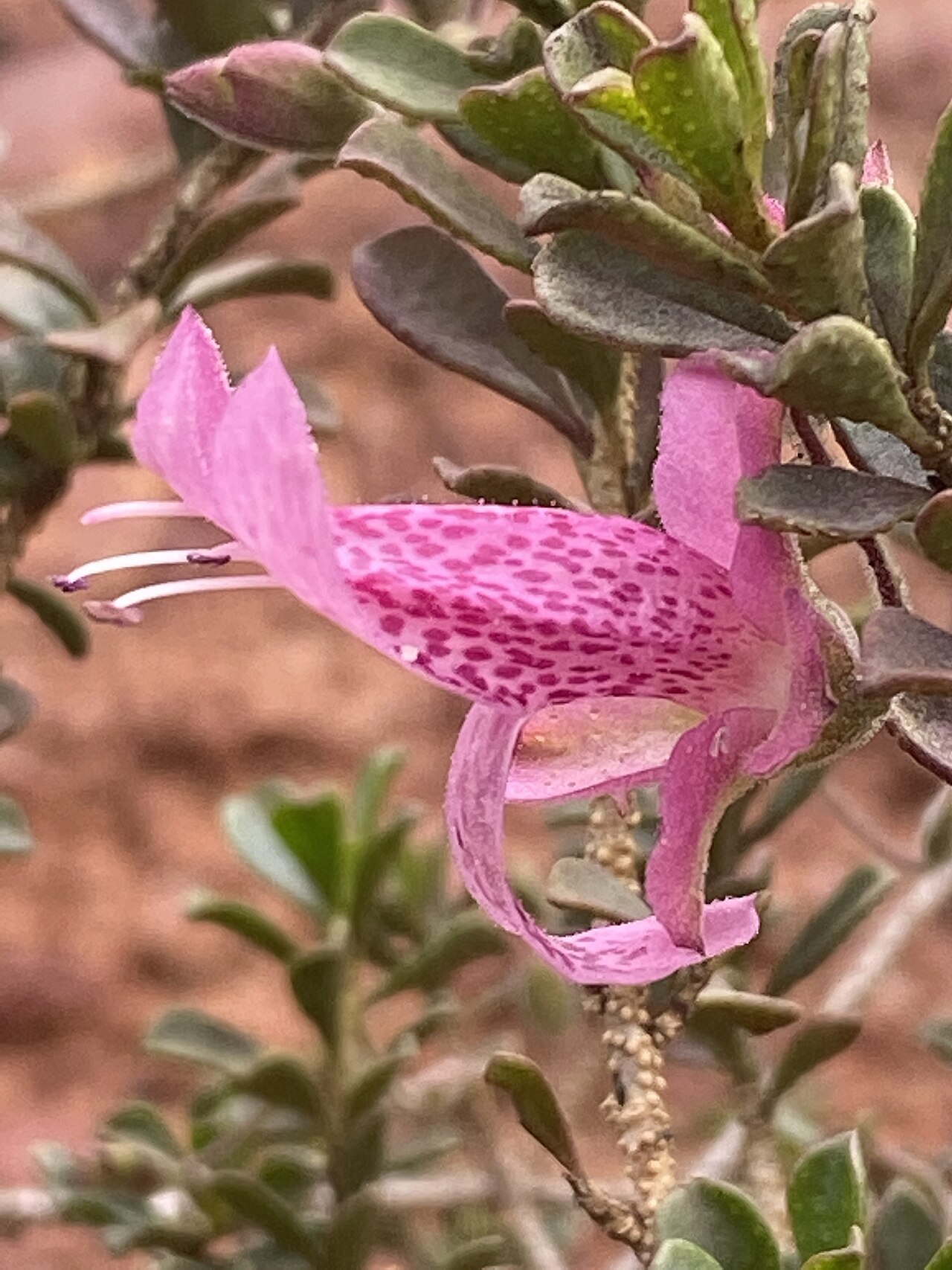 Purple eremophila: Eremophila purpurascens cultivated plant growing in the Australian Botanic Garden