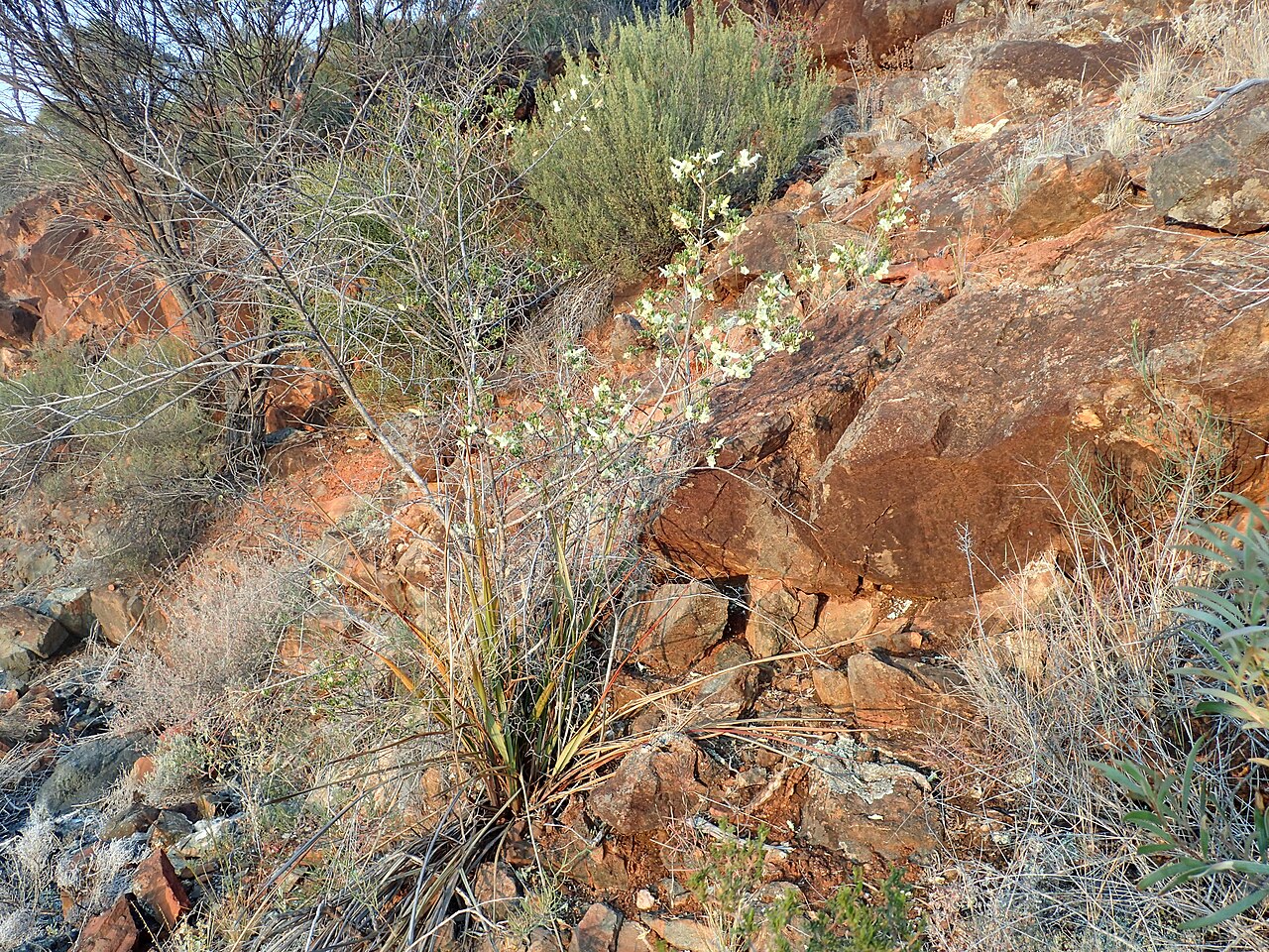 Purple eremophila: White form of Eremophila purpurascens growing near Norseman