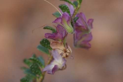 Purple eremophila (Eremophila purpurascens)