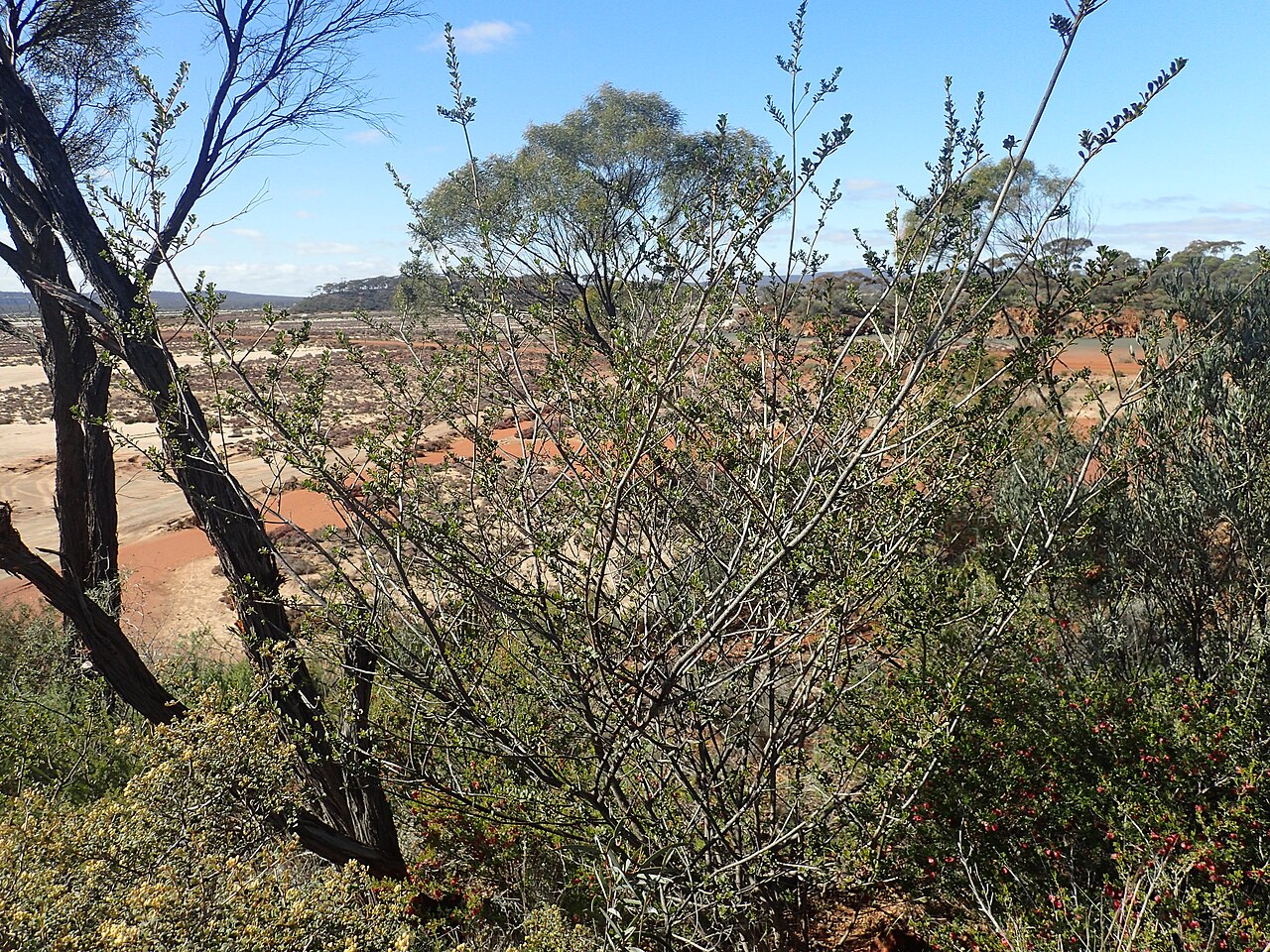 Purple eremophila: Eremophila purpurascens growing near Norseman