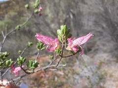 Purple eremophila (Eremophila purpurascens)
