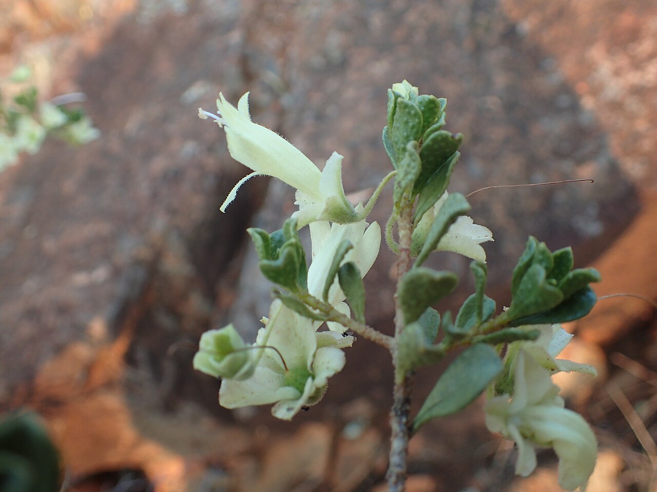 Purple eremophila: White form of Eremophila purpurascens growing near Norseman