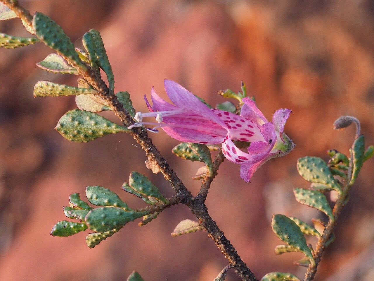 Purple eremophila: Eremophila purpurascens leaves and flowers