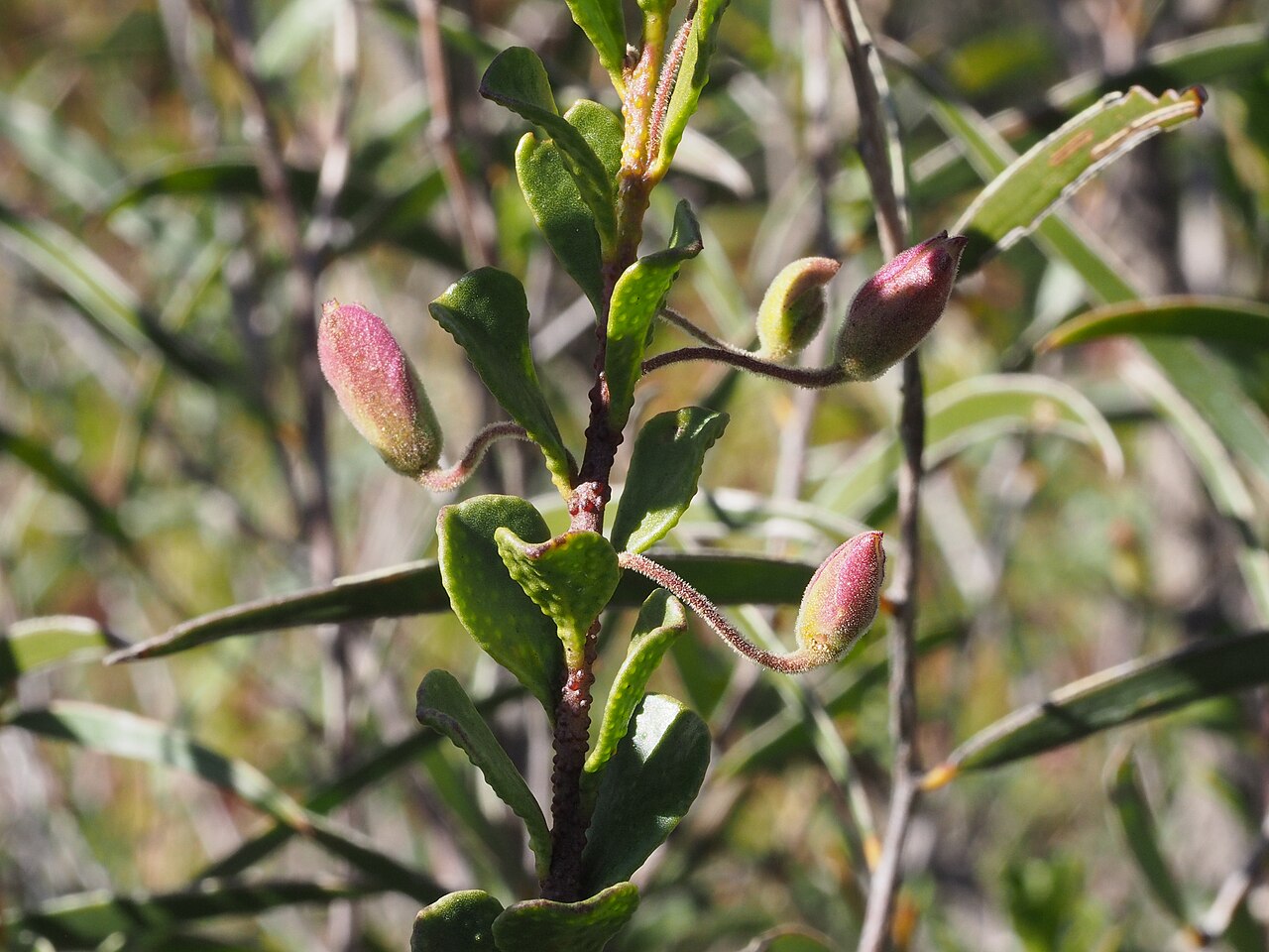 Purple eremophila: Eremophila purpurascens growing near Norseman