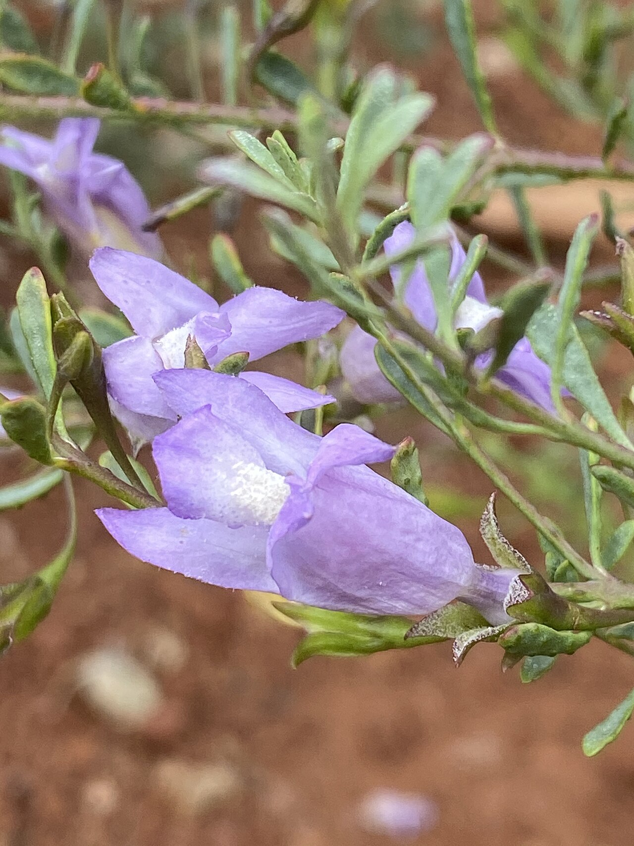 Blistered eremophila: Eremophila pustulata cultivated plant growing in the Australian Botanic Garden