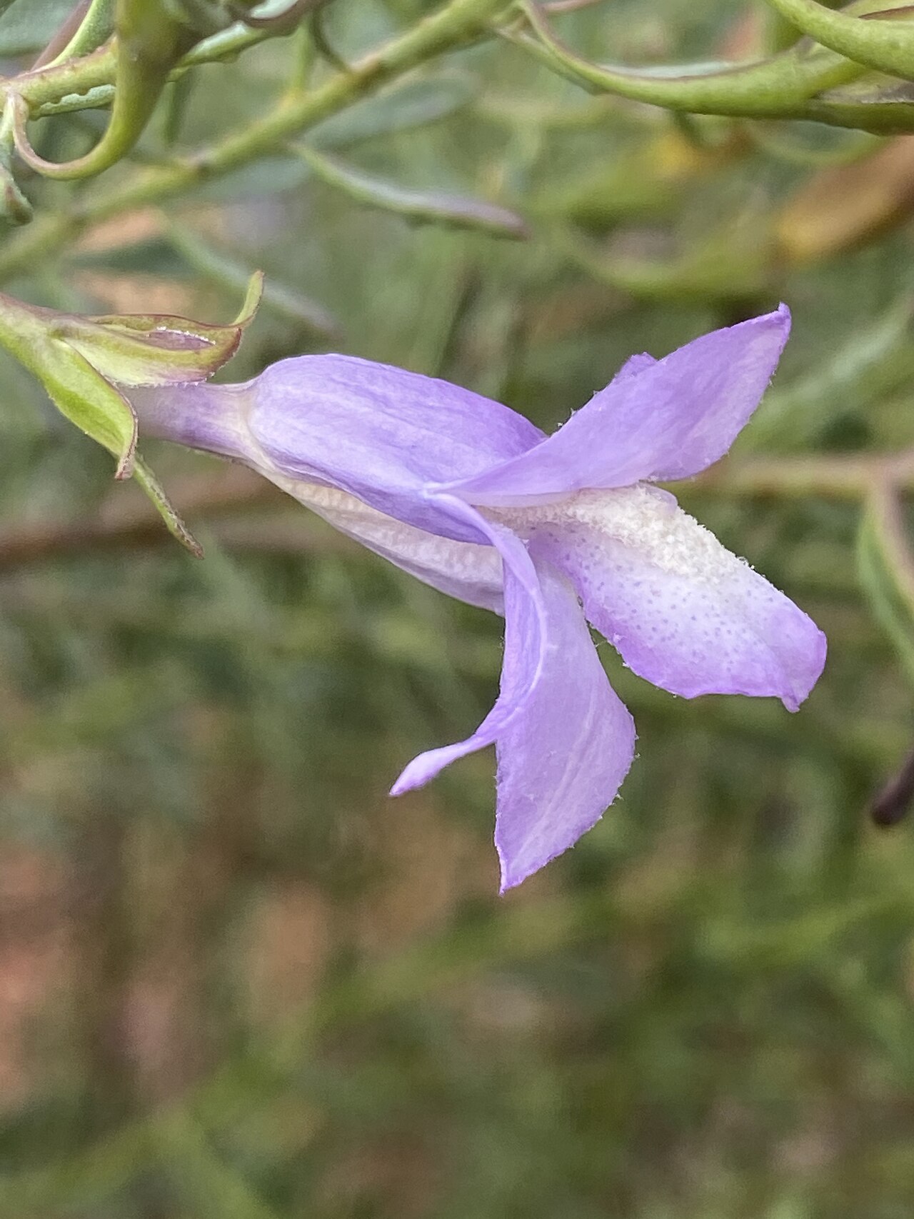 Blistered eremophila: Eremophila pustulata cultivated plant growing in the Australian Botanic Garden