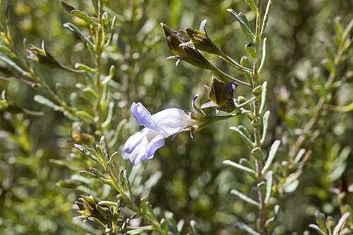 Blistered eremophila: Eremophila pustulata