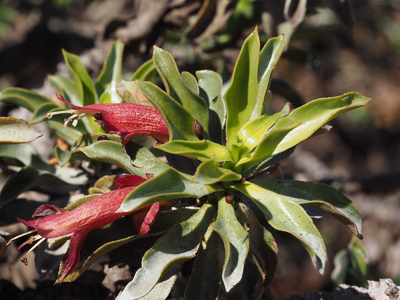 Eremophila ramiflora: Eremophila ramiflora growing 8.4km along Old Agnew Road