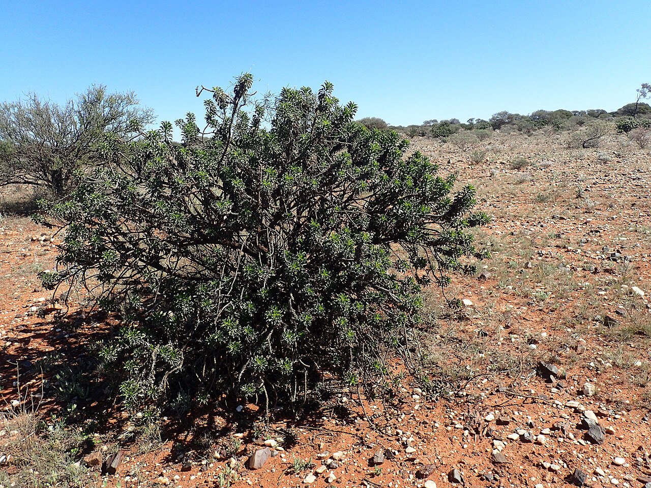 Eremophila ramiflora: Eremophila ramiflora growing 8.4km along Old Agnew Road