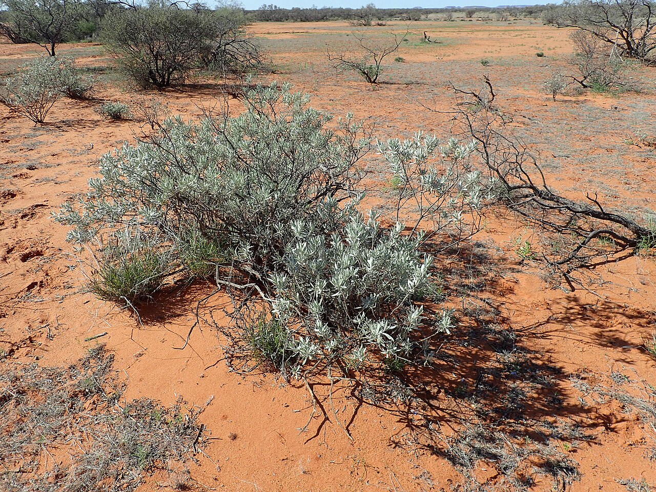 Eremophila recurva: Eremophila recurva growing 10km north of Gascoyne Junction