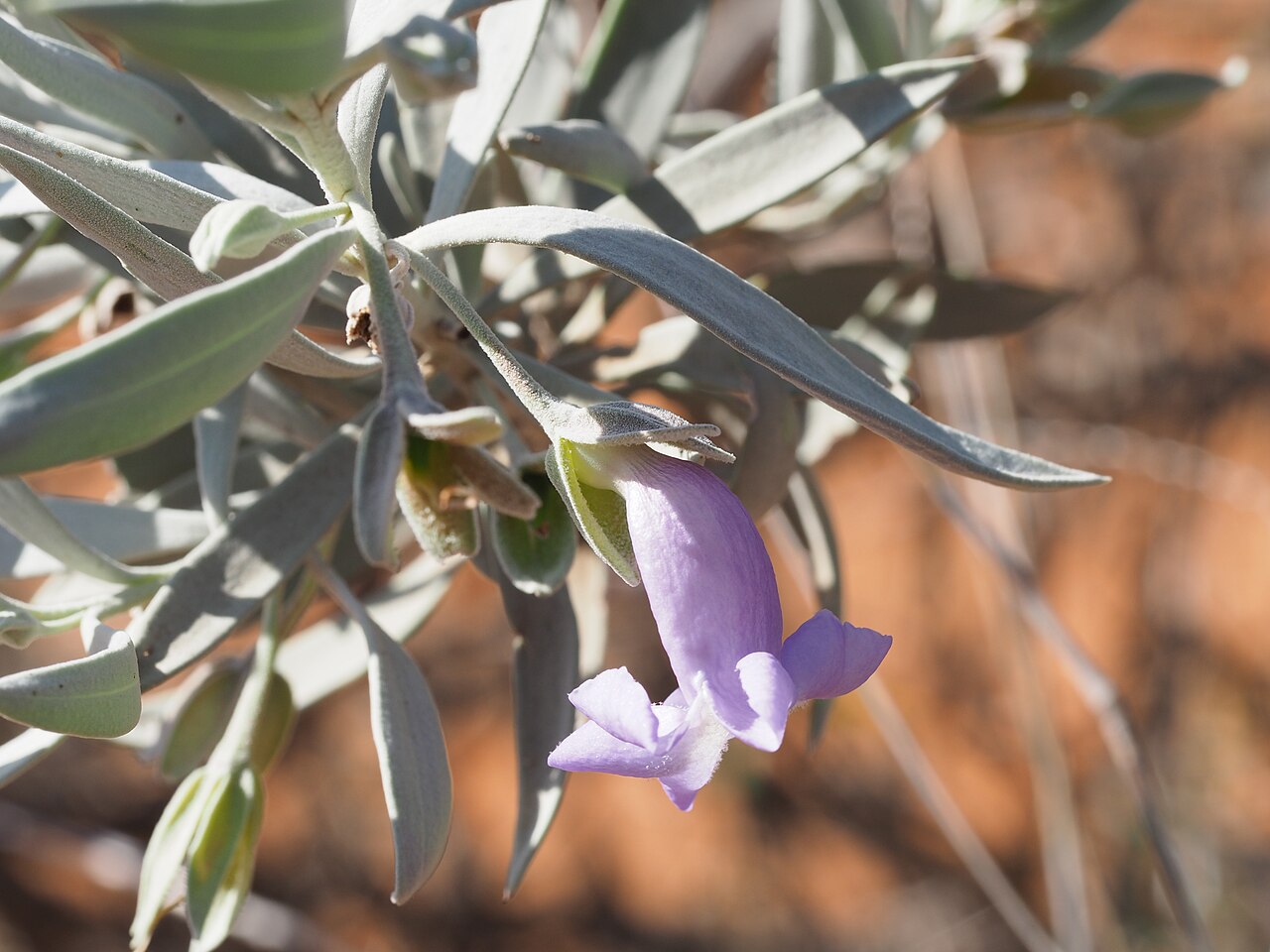 Eremophila recurva: Eremophila recurva growing 10km north of Gascoyne Junction