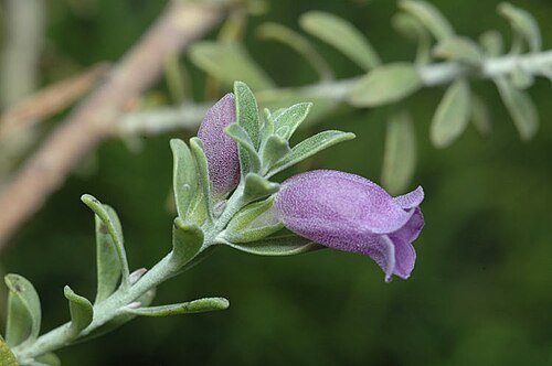Eremophila resinosa: Eremophila resinosa