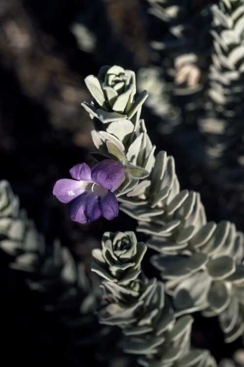 Eremophila rhegos: Eremophila rhegos