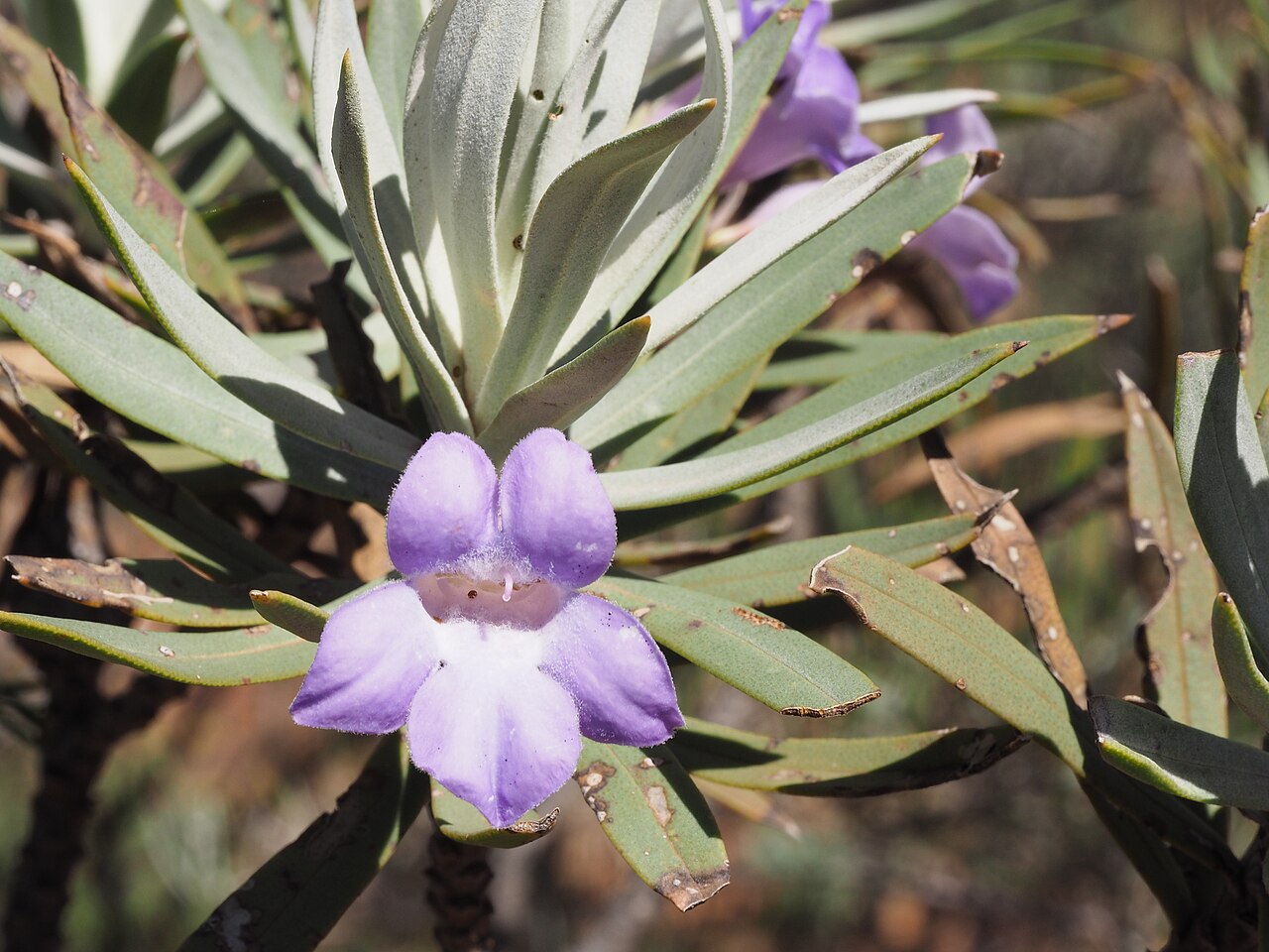 Eremophila rigens: Eremophila rigens growing 23km east of "Pingandy"