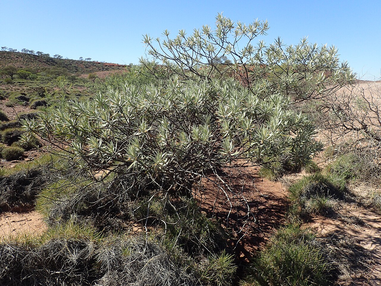 Eremophila rigens: Eremophila rigens growing 23km east of "Pingandy"
