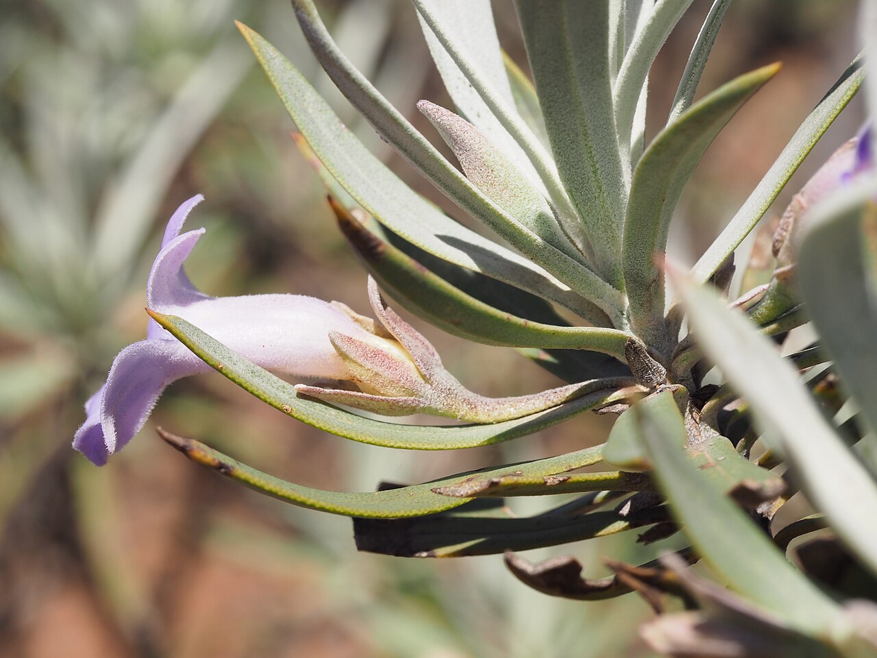 Eremophila rigens: Eremophila rigens growing 23km east of "Pingandy"