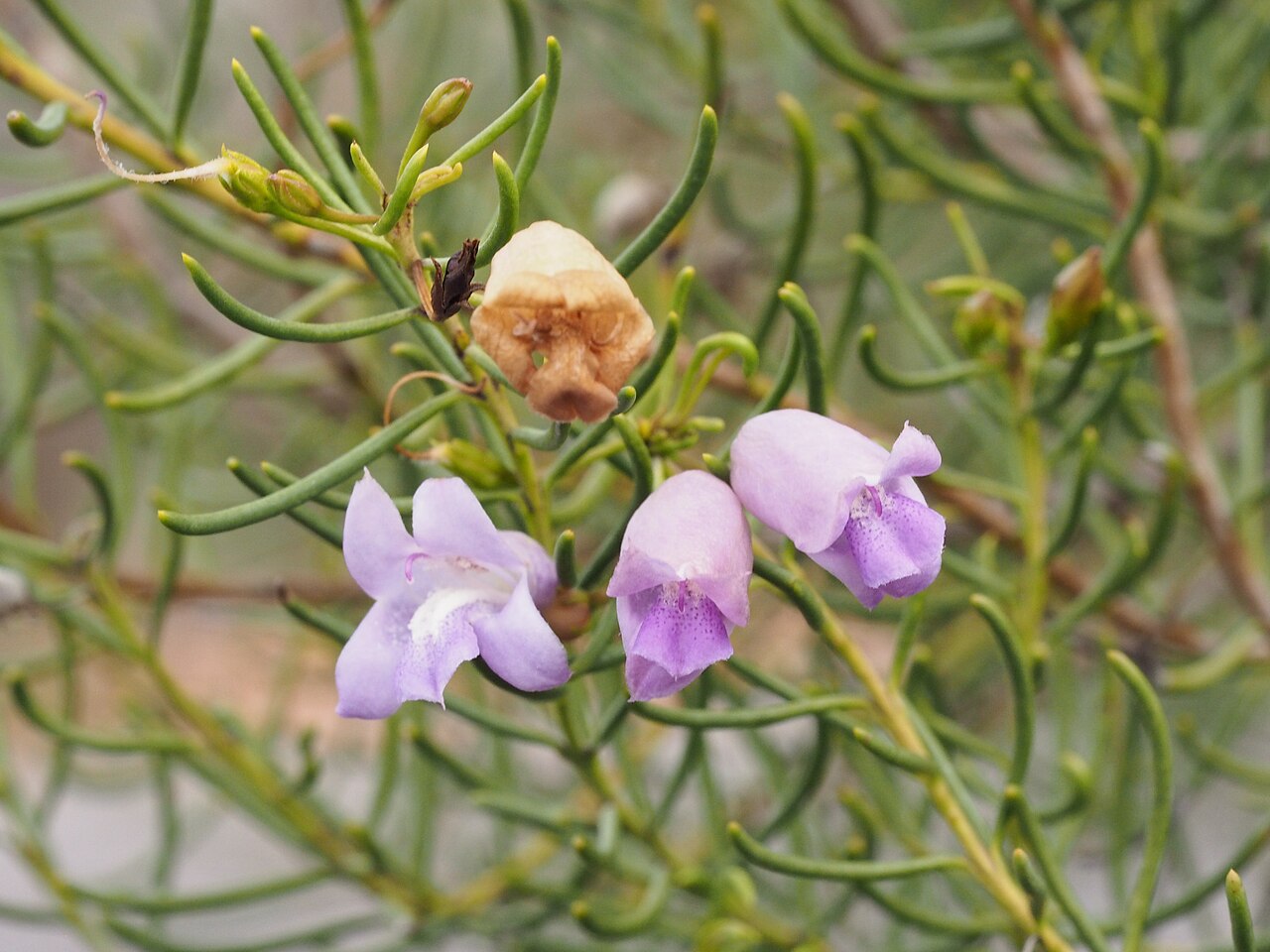 Eremophila rugosa: Eremophila rugosa growing near Bonnie Vale railway siding