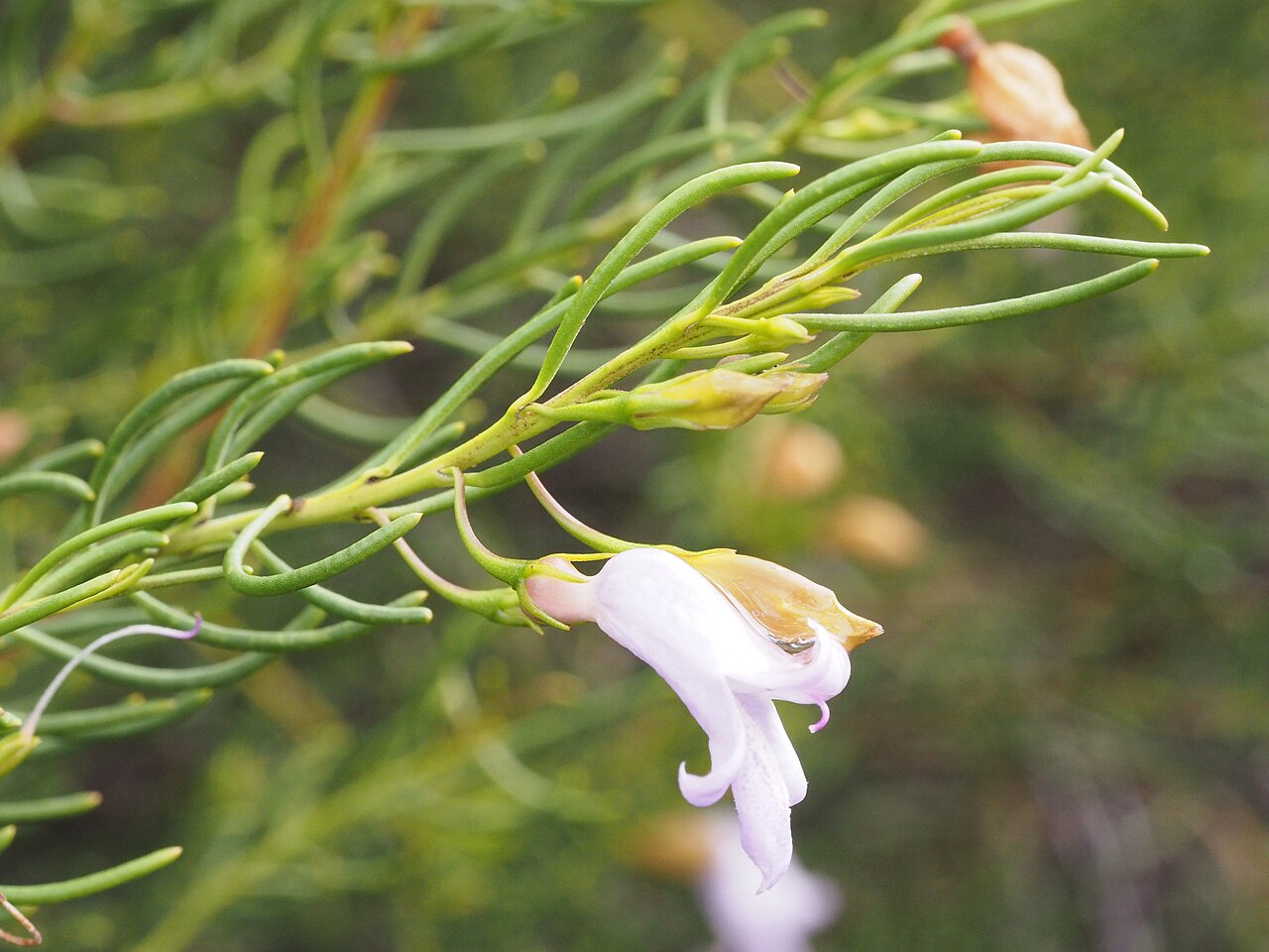 Eremophila rugosa: Eremophila rugosa growing near Bonnie Vale railway siding