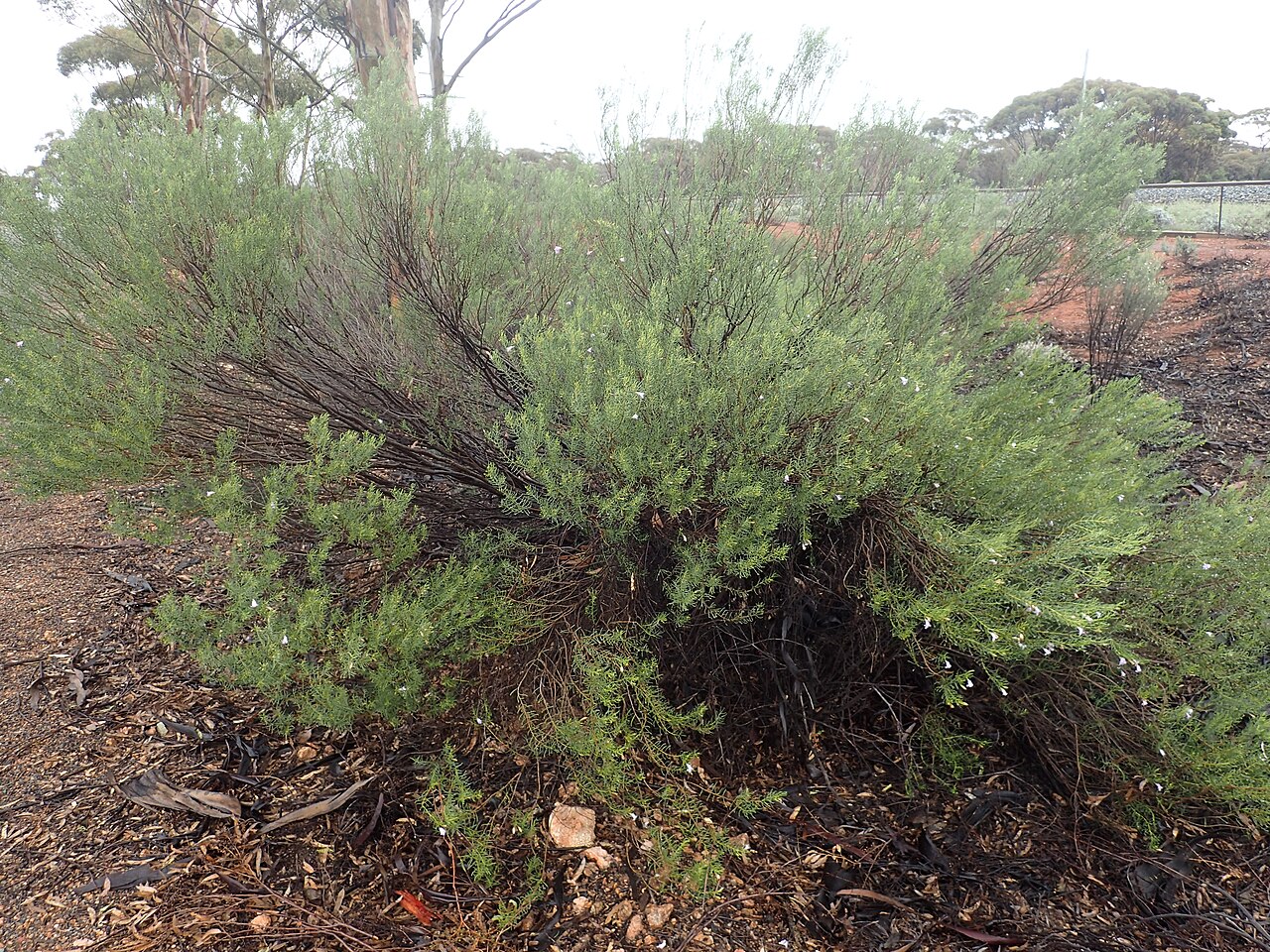 Eremophila rugosa: Eremophila rugosa growing near Bonnie Vale railway siding