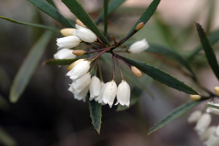 Eremophila saligna: Eremophila saligna