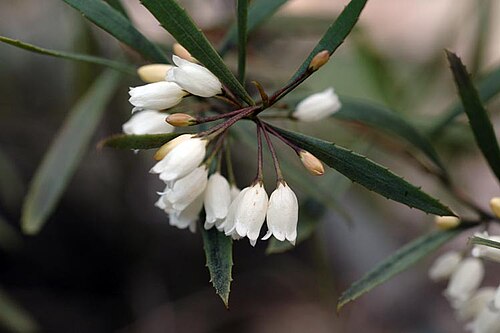 Eremophila saligna: Eremophila saligna