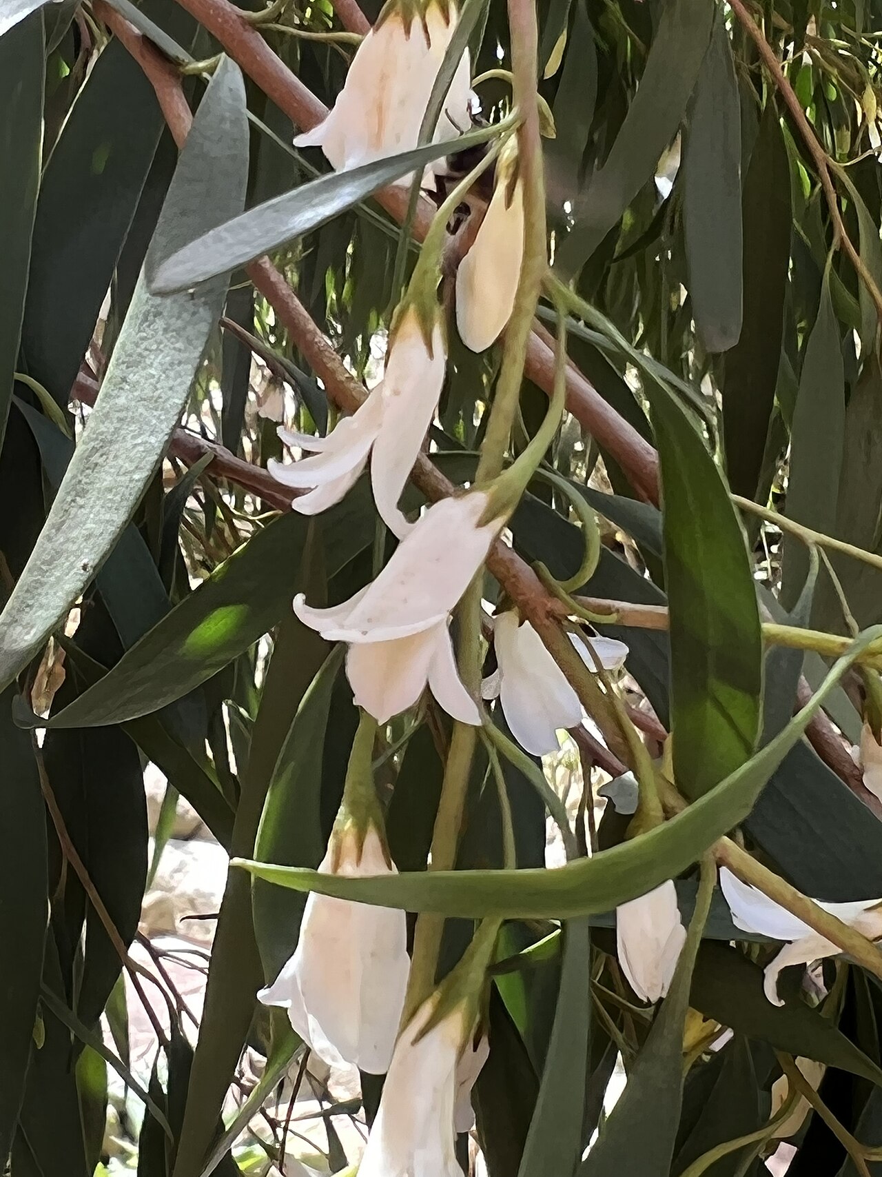 Eremophila santalina: Eremophila santalina cultivated plant growing in South Australia
