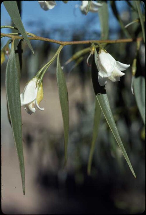 Eremophila santalina: Eremophila santalina