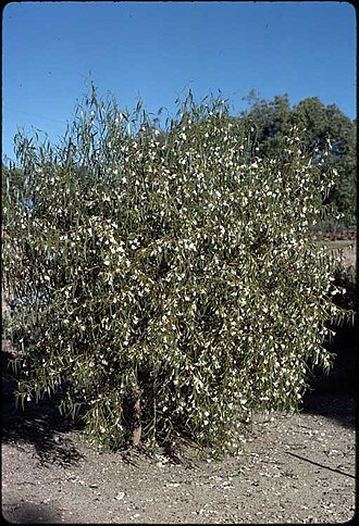Eremophila santalina: Eremophila santalina habit