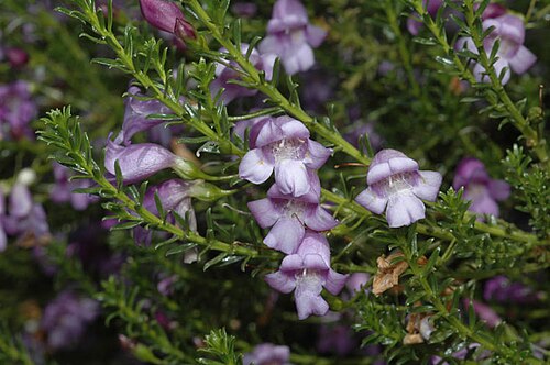 Eremophila sargentii: Eremophila sargentii