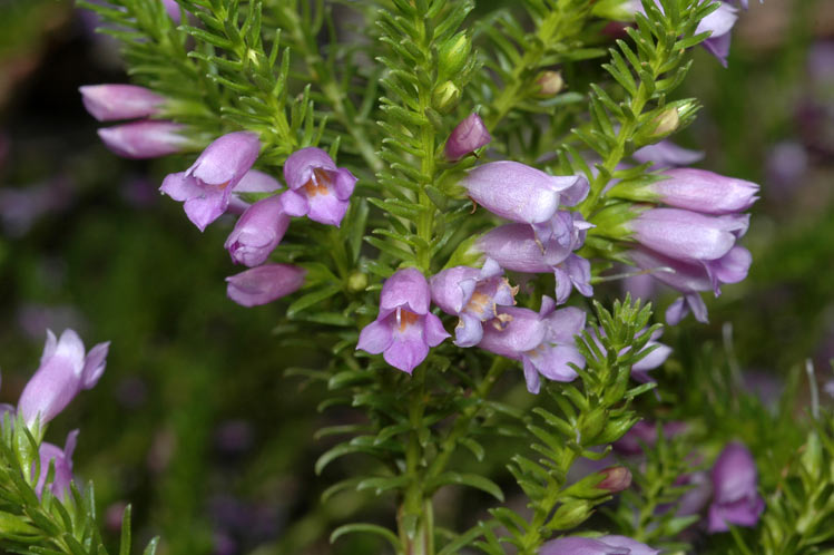 Eremophila scaberula: Eremophila scaberula