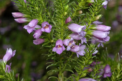 Eremophila scaberula: Eremophila scaberula