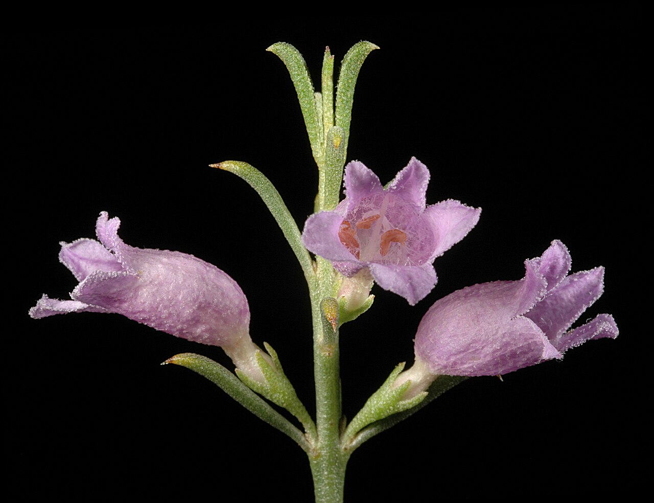 Eremophila scoparia: KRT3499