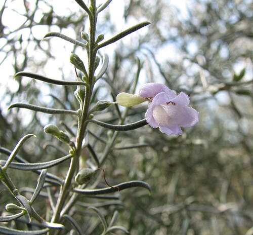 Eremophila scoparia: Eremophila scoparia , Royal Botanic Gardens, Melbourne
