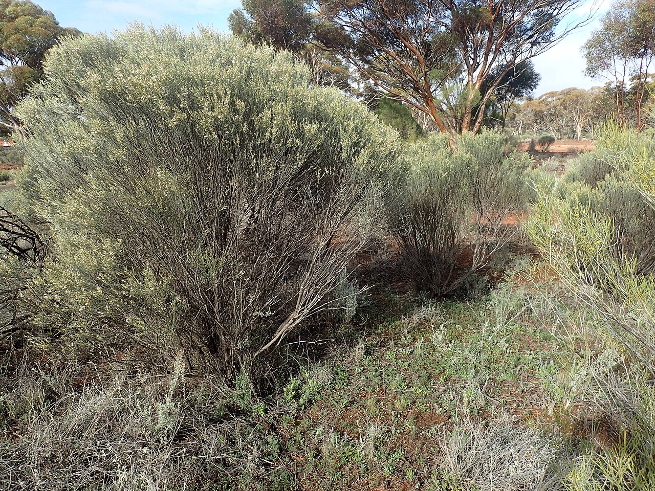 Eremophila scoparia: Eremophila scoparia growing near Bonnie Vale railway station