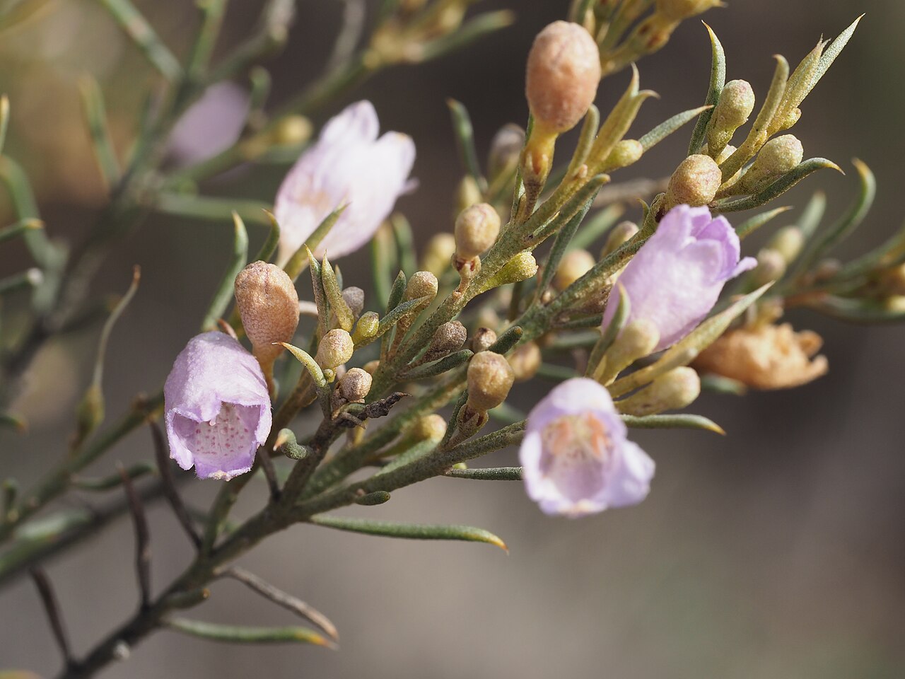 Eremophila scoparia: Eremophila scoparia growing near Bonnie Vale railway station