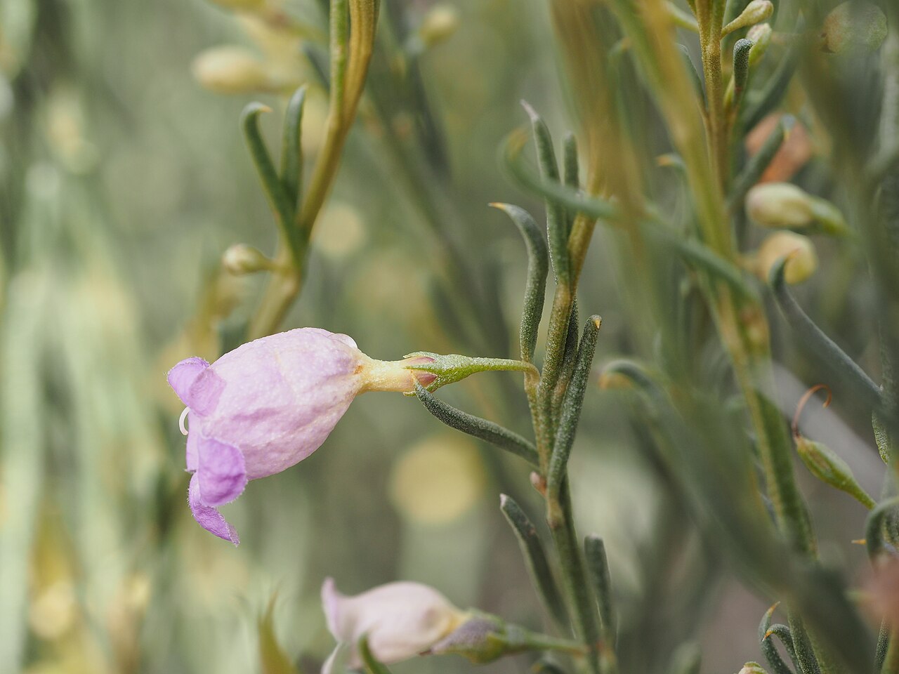 Eremophila scoparia: Eremophila scoparia growing near Bonnie Vale railway station