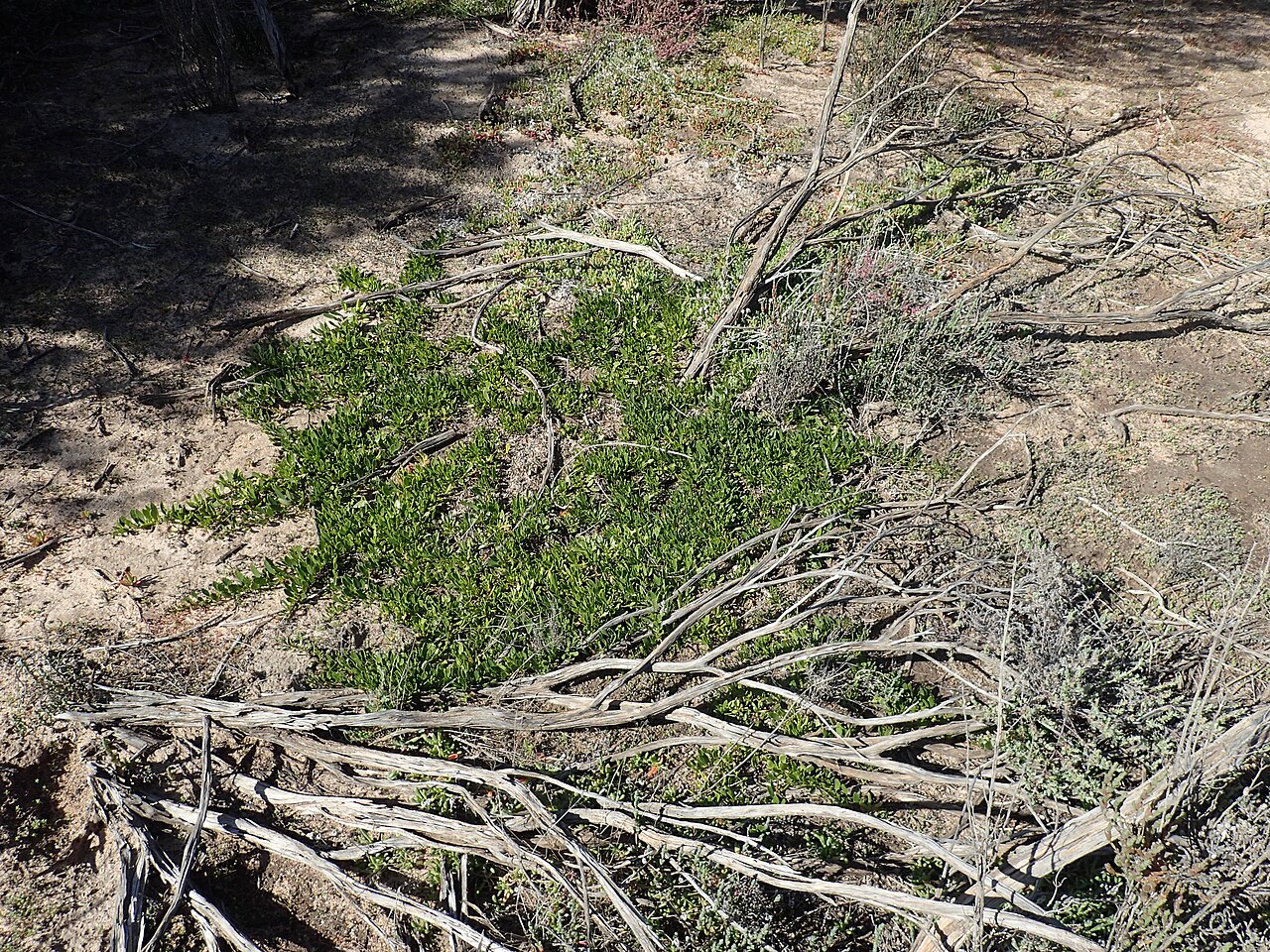Eremophila serpens: Eremophila serpens growing near Hewson Road in the Lake King Nature Reserve