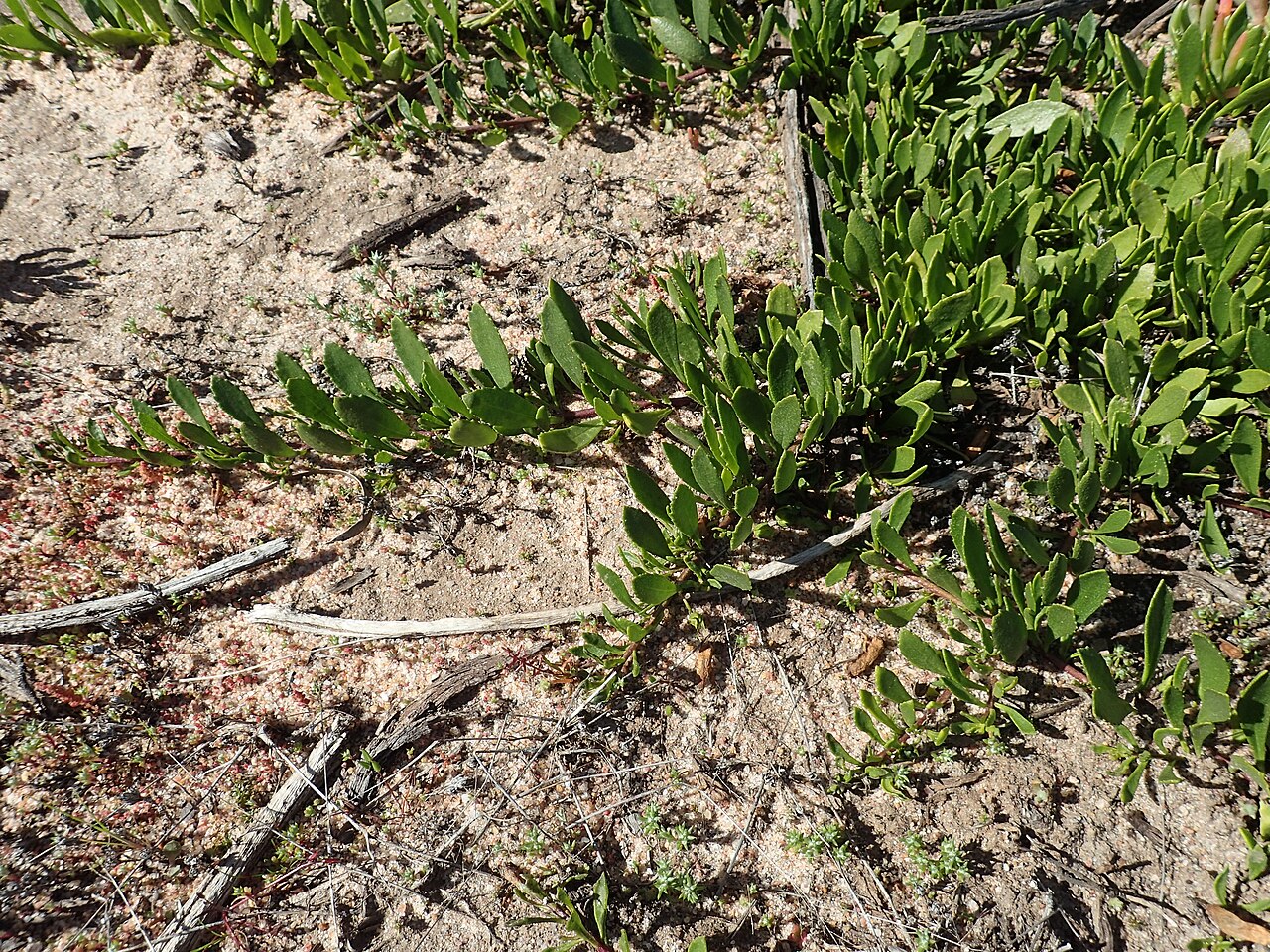 Eremophila serpens: Eremophila serpens growing near Hewson Road in the Lake King Nature Reserve