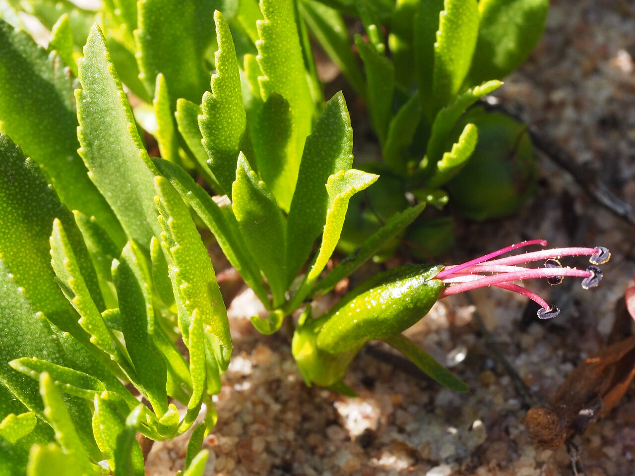 Eremophila serpens: Eremophila serpens growing near Hewson Road in the Lake King Nature Reserve