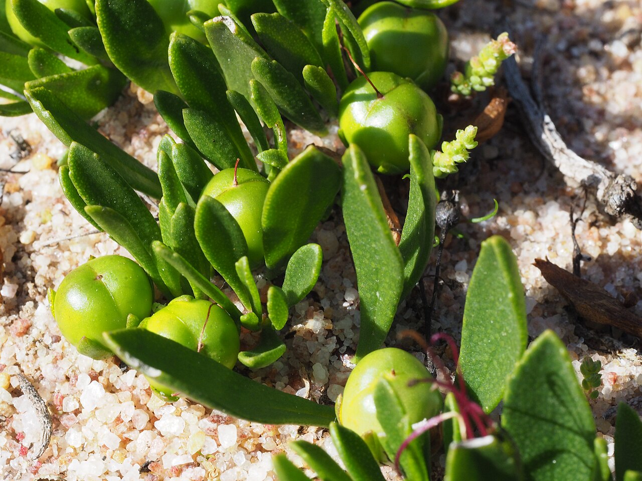 Eremophila serpens: Eremophila serpens growing near Hewson Road in the Lake King Nature Reserve