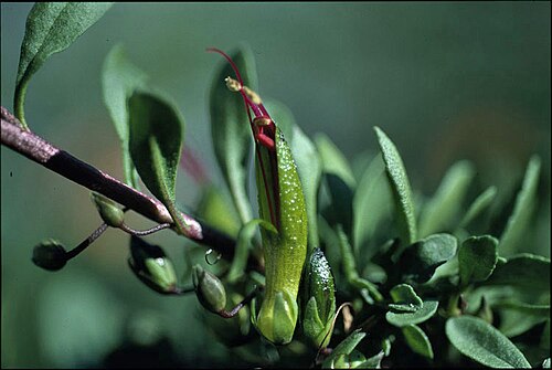 Eremophila serpens: Eremophila serpens