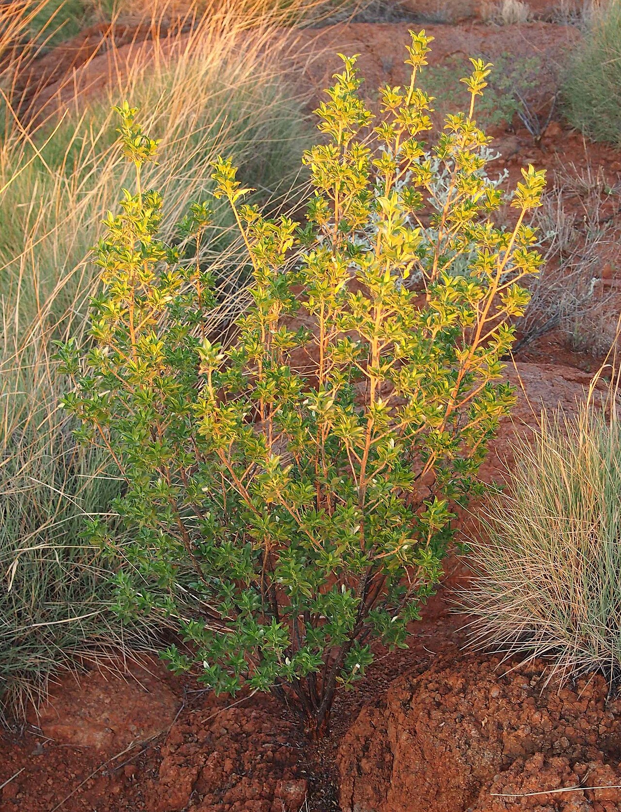 Eremophila serrulata: Eremophila serrulata habit