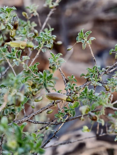 Eremophila serrulata (Eremophila serrulata)