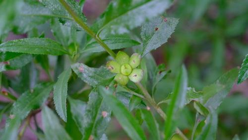 Eremophila serrulata (Eremophila serrulata)
